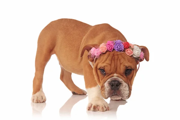 Adorable Inglés Bulldog Cachorro Con Fresco Colorido Flores Corona Está —  Fotos de Stock