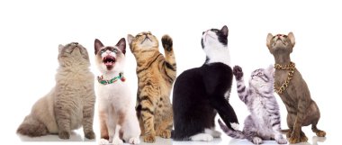 süre oturan ve beyaz arka plan üzerinde iki tanesi ayakta meraklı kedi arar ekibinin thei pençelerini kaldırdı sahip