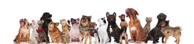farklı cins kediler ve köpekler çok güzel takım aramak süre ayakta, oturarak ve beyaz arka plan üzerinde yalan. Renkli yaka ve kırmızı bowties üzerinde var