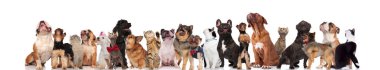 Kırmızı bowties ve yaka giyiyor büyük grup karışık köpek ve kedi süre ayakta, oturarak ve beyaz arka plan üzerinde yalan ararken
