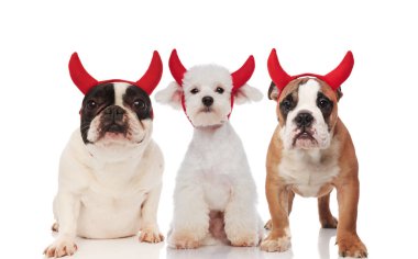 Üç sevimli şeytan köpek farklı doğurmak ayakta, yalan ve beyaz arka plan üzerinde oturan kırmızı boynuzları giyiyor