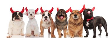 büyük grup mutlu Şeytan Köpekler ayakta ve beyaz zemin üzerine oturan nefes nefese