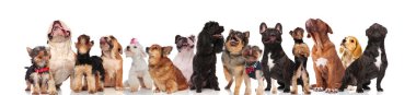 sevimli köpek takım Bowties ve yaka giyiyor merak ediyor ve süre ayakta ve beyaz arka plan üzerinde oturan aramak
