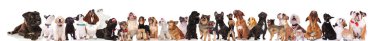süre ayakta ve beyaz arka plan üzerinde oturan bakarken mutlu köpek büyük takım