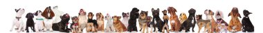 süre ayakta ve beyaz arka plan üzerinde oturan farklı köpekler çok güzel büyük bir grup aramak