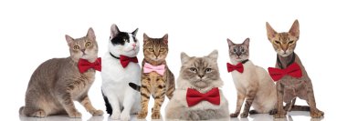 altı beyefendi cats ayakta, oturarak ve beyaz arka plan üzerinde yalan kırmızı ve pembe bowties ile