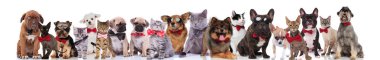 mutlu kedi ve köpek süre ayakta, oturarak ve beyaz arka plan üzerinde yalan bowties giyen Grup