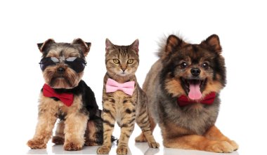 üç köpek ve kedi bowties ve ayakta, oturarak ve beyaz arka plan üzerinde yalan güneş gözlüğü ile şık Grup