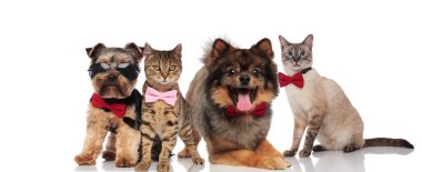 güzel grup dört köpek ve kedi ile ayakta, oturarak ve beyaz arka plan üzerinde yalan bowties