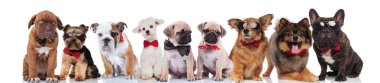 ayakta, oturarak ve beyaz arka plan üzerinde yalan bowties giyen birçok sevimli köpek şirin Grup