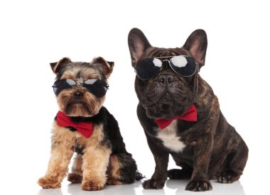 zarif köpek çift güneş gözlüğü ve beyaz arka plan üzerinde oturan kırmızı bowties