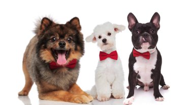 üç şık sevimli takım giyen bowties süre oturan ve beyaz arka plan üzerinde yalan köpekler