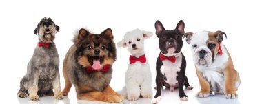oturma ve beyaz arka plan üzerinde yalan bowties ile farklı doğurmak beş sevimli köpeklerin şık takım