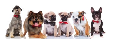 oturma ve beyaz arka plan üzerinde yalan kırmızı bowties ile altı zarif köpeklerin büyük grup