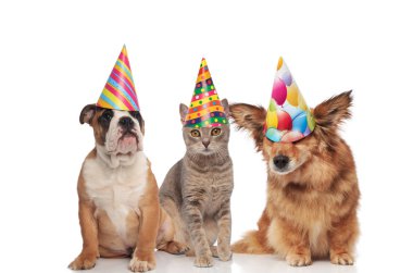 İngilizce bulldog, İngiliz kat ve beyaz arka plan üzerinde otururken Doğum günü şapka giymiş metis köpek