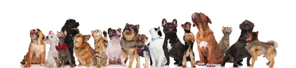 Entzückendes Team Von Hunden Und Katzen Unterschiedlicher Rassen Schauen Stehen — Stockfoto