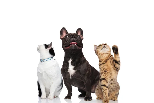 Dvě Roztomilé Kočky Francouzský Buldoček Vyhledat Při Stání Sezení Bílém — Stock fotografie