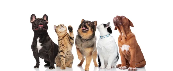 Cinco Curiosas Mascotas Collar Bruja Cadena Dorada Mirar Hacia Arriba — Foto de Stock