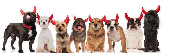 Adorable Equipo Ocho Perros Vestidos Diablo Para Halloween Pie Sentado —  Fotos de Stock