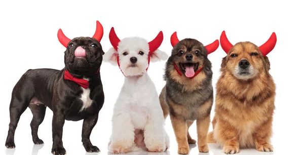 四可爱的狗与红色恶魔垫铁站立和坐在白色背景 法国斗牛犬佩带领结 — 图库照片