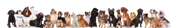 Cães Curiosos Bonitos Com Laços Coleiras Olhar Para Cima Enquanto — Fotografia de Stock