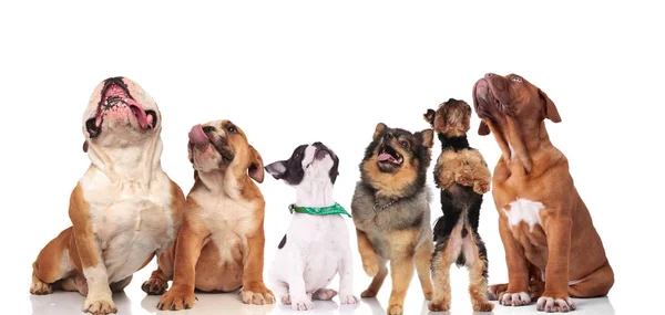 Grupo Bonito Seis Cães Curiosos Raças Diferentes Sentado Fundo Branco — Fotografia de Stock