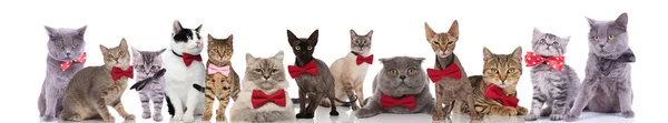 Groot Team Van Elegante Katten Van Andere Rassen Dragen Strikjes — Stockfoto