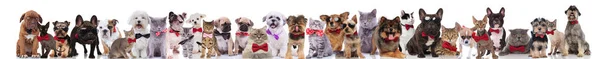 large group of adorable elegant pets with bowties standing, sitting and lying on white background