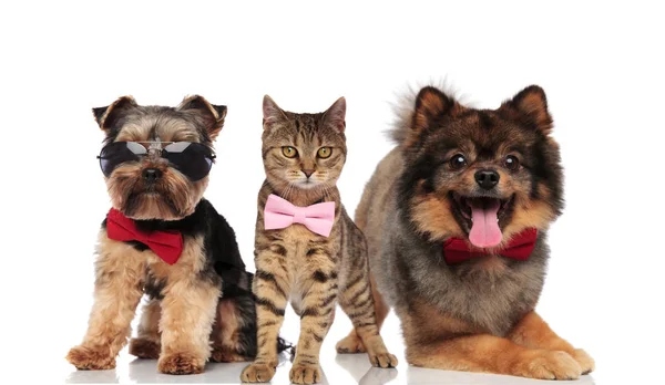 Grupo Elegante Três Cães Gatos Com Bowties Óculos Sol Sentado — Fotografia de Stock