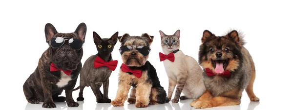 Team Five Cool Pets Wearing Sunglasses Bowties Standing Sitting Lying — Stock Photo, Image