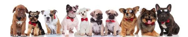 Muitos Cães Elegantes Raças Diferentes Sentado Sobre Fundo Branco — Fotografia de Stock