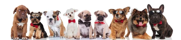 Grupo Bonito Muitos Cães Adoráveis Vestindo Bowties Sentado Deitado Fundo — Fotografia de Stock
