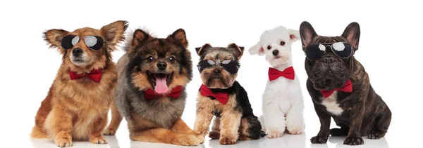 Пять Стильных Собак Разных Пород Носят Красные Бабочки Стоя Сидя — стоковое фото