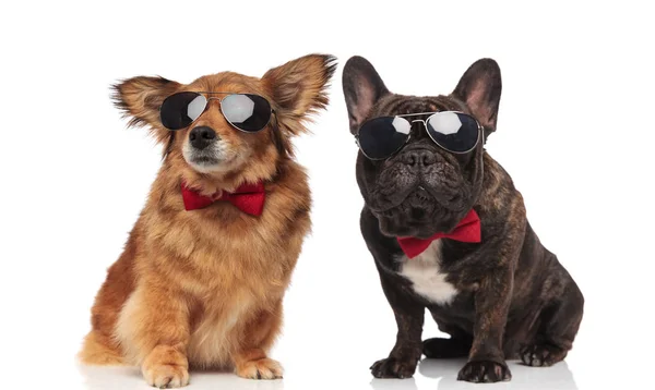 Metis French Bulldog Couple Wearing Sunglasses Bowties While Sitting White — Stock Photo, Image