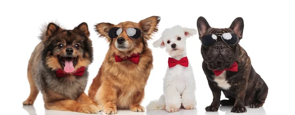 Adorável Equipe Quatro Cães Elegantes Com Bowties Vermelhos Sentado Deitado — Fotografia de Stock