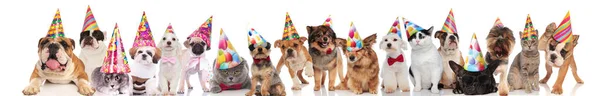 Large Group Party Domestic Animals Different Breeds Standing Sitting Lying — Stock Photo, Image