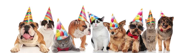 Many Funny Pets Different Breeds Wearing Colorful Birthday Hats While — Stock Photo, Image