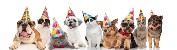 cute group of mixed birthday pets with colorful caps standing, sitting and lying on white background
