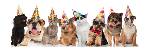 Adorabile Team Animali Domestici Compleanno Razze Diverse Piedi Seduti Sdraiati — Foto Stock