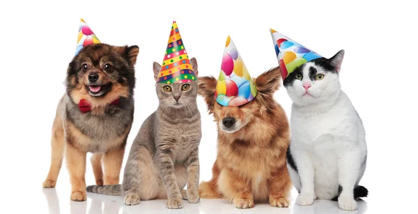 Group Four Funny Cats Dogs Birthday Hats Standing Sitting White — Stock Photo, Image