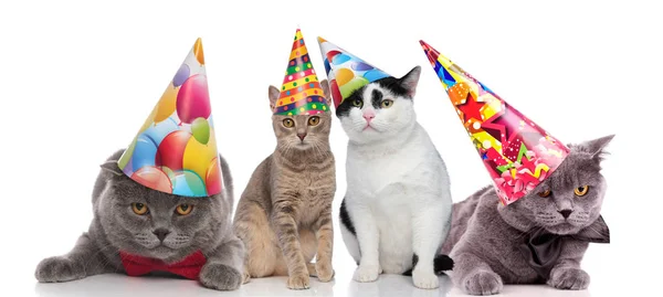 Team Von Vier Partykatzen Mit Bunten Hüten Auf Weißem Hintergrund — Stockfoto