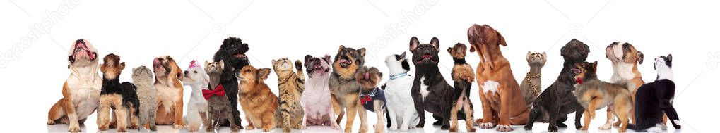 large group of mixed dogs and cats looking up while standing, sitting and lying on white background, wearing red bowties and collars