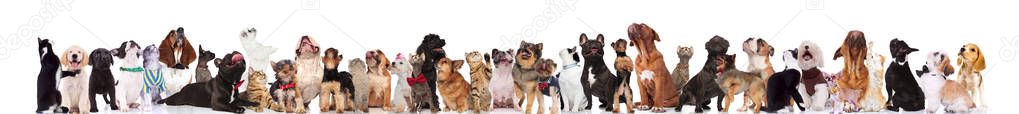 team of many curious cats and dogs wearing bowties and collars looking up while standing, sitting and lying on white background