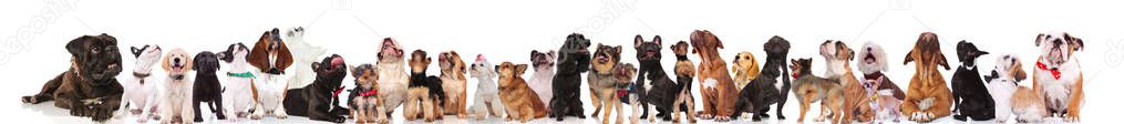 large team of happy dogs looking up while standing and sitting on white background