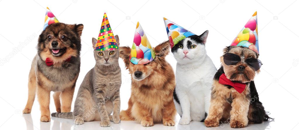 five cute party pets with colorful caps standing and sitting on white background