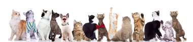 curious group of cute cats looking up while standing and sitting on white background clipart