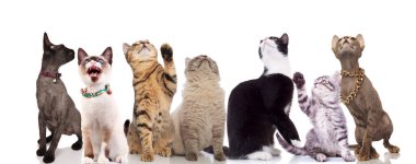 group of seven cute cats looking up while standing and sitting on white background, some of them havng their paws raised clipart