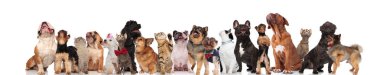 süre ayakta ve beyaz arka plan üzerinde oturan pek çok sevimli meraklı kedi ve köpek renkli collarsand kırmızı bowties ile aramak