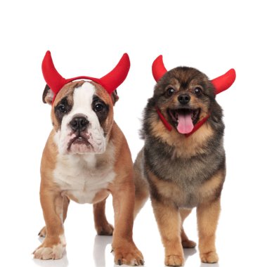 çok güzel iki şeytan İngilizce bulldog ve Pomeranya ayakta beyaz zemin üzerine kırmızı boynuzları giyiyor iken