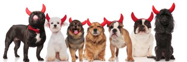 yedi köpek süre ayakta ve beyaz arka plan üzerinde oturan şeytan boynuzlarını takıyor şirin Grup